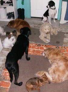 Francois, Abigail, Meicha, Viking, Dash, Duke, Quincy & Einstein